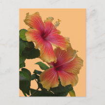 Two Orange Hibiscus Flowers Cust. DIY Postcard