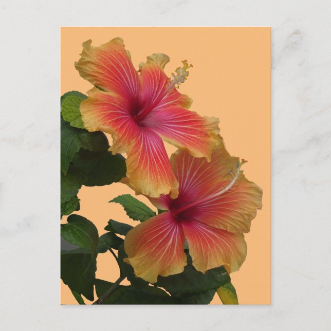 Two Orange Hibiscus Flowers Cust. DIY Postcard (Front)