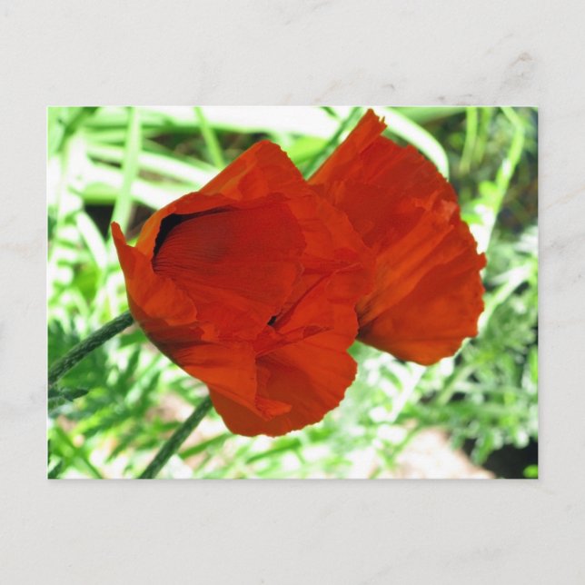 Two Oriental Poppies Flower Photo Postcard (Front)