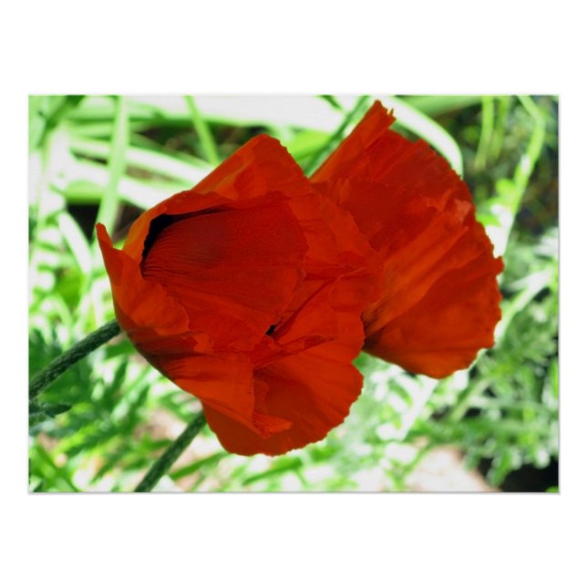 Two Oriental Poppies Flower Photo Poster (Front)
