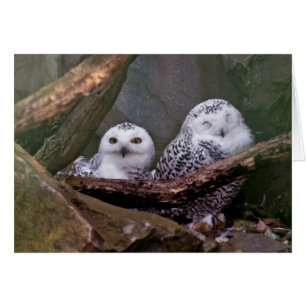 Two Owls