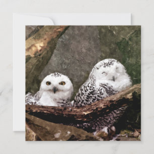 Two Owls