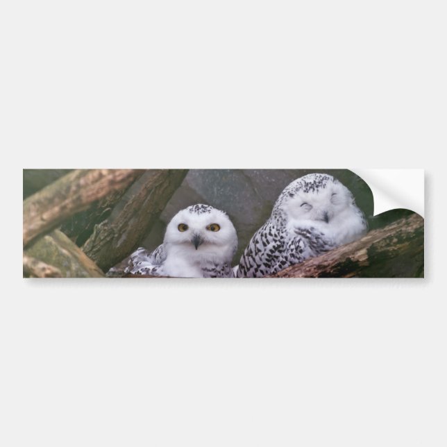 Two Owls Bumper Sticker (Front)