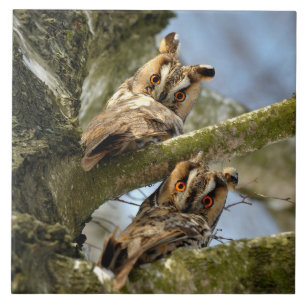 Two Owls in the Woods, birds, wildlife Ceramic Til Tile