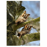 Two Owls in the Woods, birds, wildlife Cutout Photo Sculpture Decoration<br><div class="desc">Owls are birds from the order Strigiformes, which includes about 200 species of mostly solitary and nocturnal birds of prey typified by an upright stance, a large, broad head, binocular vision, binaural hearing, sharp talons, and feathers adapted for silent flight. This image is in Creative Commons CC BY-SA "Дві сови...</div>