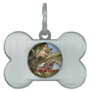 Two Owls in the Woods, birds, wildlife Pet ID Tag