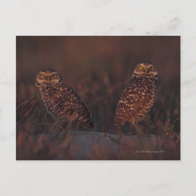 Two Owls on Sand Postcard (Front)