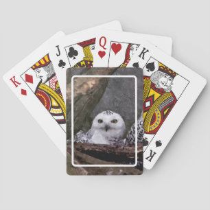 Two Owls Playing Cards