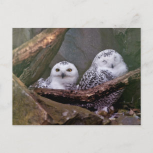 Two Owls Postcard