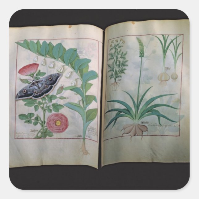 Two pages depicting Rose and Garlic Square Sticker (Front)