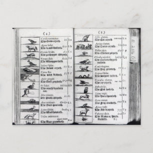 Two pages from 'Orbis Sensualium Pictus' Postcard