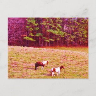 Two Painted Horses Postcard