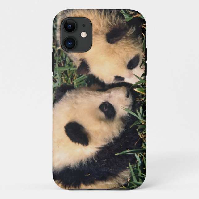 Two panda cubs in the bamboo bush, Wolong, Case-Mate iPhone Case (Back)