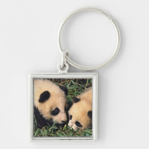 Two panda cubs in the bamboo bush, Wolong, Key Ring