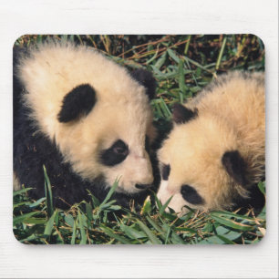 Two panda cubs in the bamboo bush, Wolong, Mouse Mat
