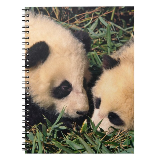 Two panda cubs in the bamboo bush, Wolong, Notebook (Front)