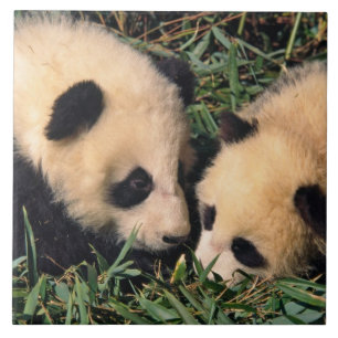 Two panda cubs in the bamboo bush, Wolong, Tile