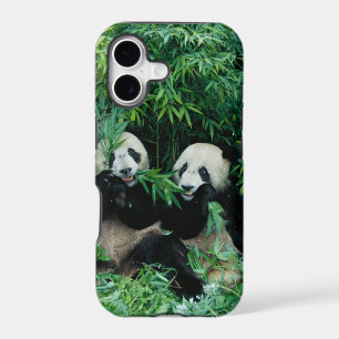 Two pandas eating bamboo together, Wolong