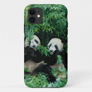 Two pandas eating bamboo together, Wolong, 2 iPhone 11 Case