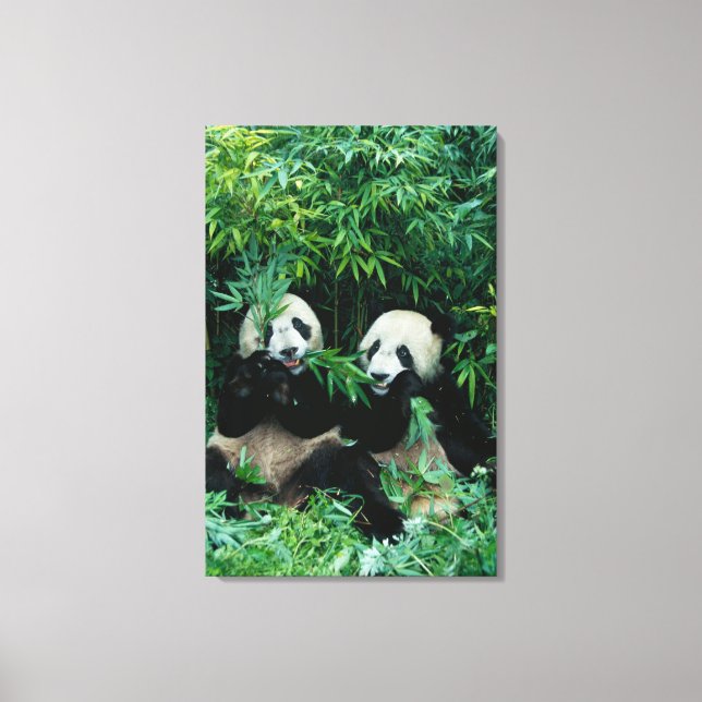 Two pandas eating bamboo together, Wolong Canvas Print (Front)