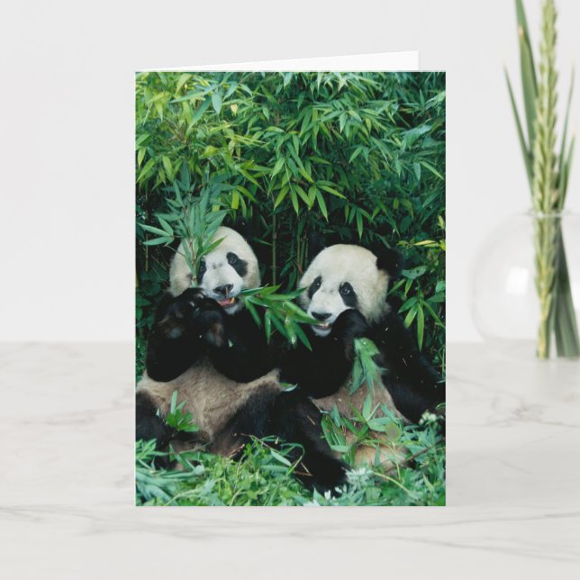 Two pandas eating bamboo together, Wolong Card (Front)
