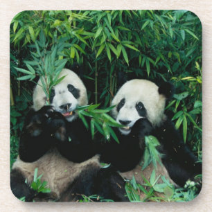 Two pandas eating bamboo together, Wolong Coaster