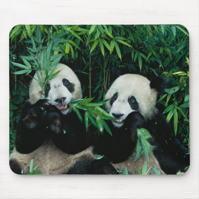 Two pandas eating bamboo together, Wolong Mouse Mat (Front)