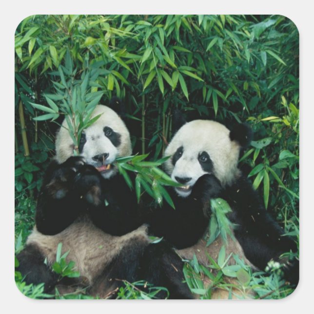 Two pandas eating bamboo together, Wolong Square Sticker (Front)