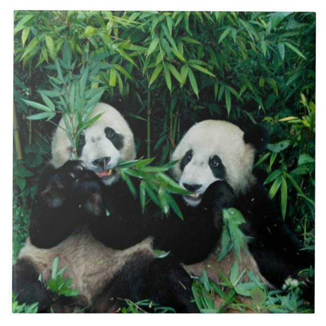 Two pandas eating bamboo together, Wolong Tile (Front)