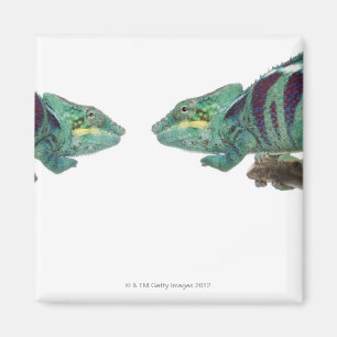 Two Panther Chameleons Nosy Be (Furcifer) Magnet