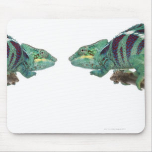 Two Panther Chameleons Nosy Be (Furcifer) Mouse Mat