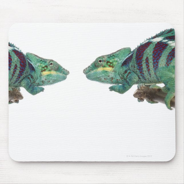 Two Panther Chameleons Nosy Be (Furcifer) Mouse Mat (Front)