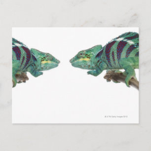 Two Panther Chameleons Nosy Be (Furcifer) Postcard