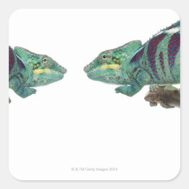 Two Panther Chameleons Nosy Be (Furcifer) Square Sticker (Front)