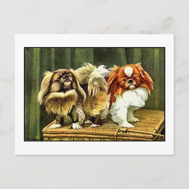 Two Pekingese Dogs Postcard (Front)