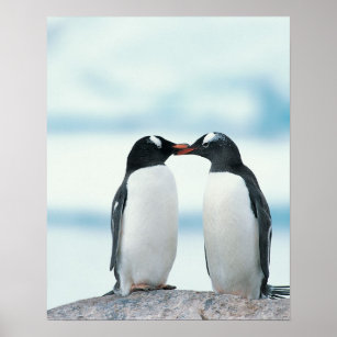Two Penguins touching beaks Poster