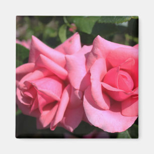 two perfect hot pink rose flowers. love magnet