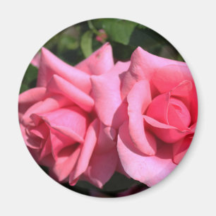 two perfect hot pink rose flowers. love magnet