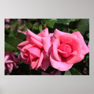 two perfect hot pink rose flowers. love poster