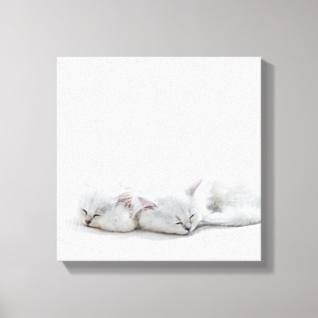 Two Persian Kittens Canvas Print (Front)