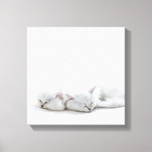 Two Persian Kittens Canvas Print