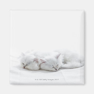 Two Persian Kittens Magnet