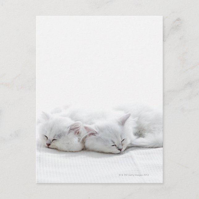 Two Persian Kittens Postcard (Front)