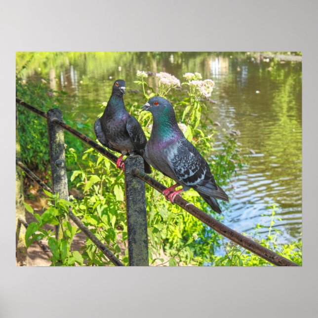 Two Pigeons. Roath Park Lake, Cardiff, Wales Poster (Front)