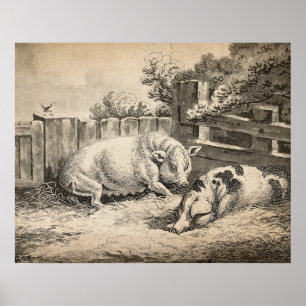 Two Pigs Lying in Straw in an Outdoor Pen Poster