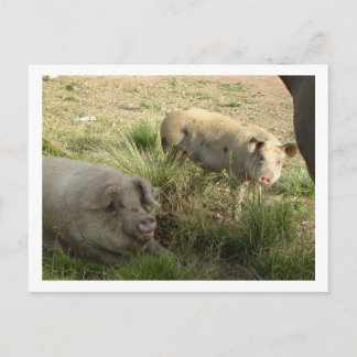 two pigs postcard