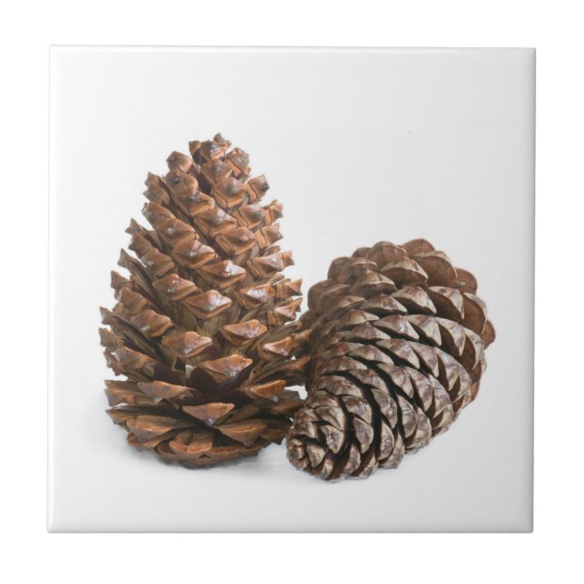 Two pinecones tile (Front)