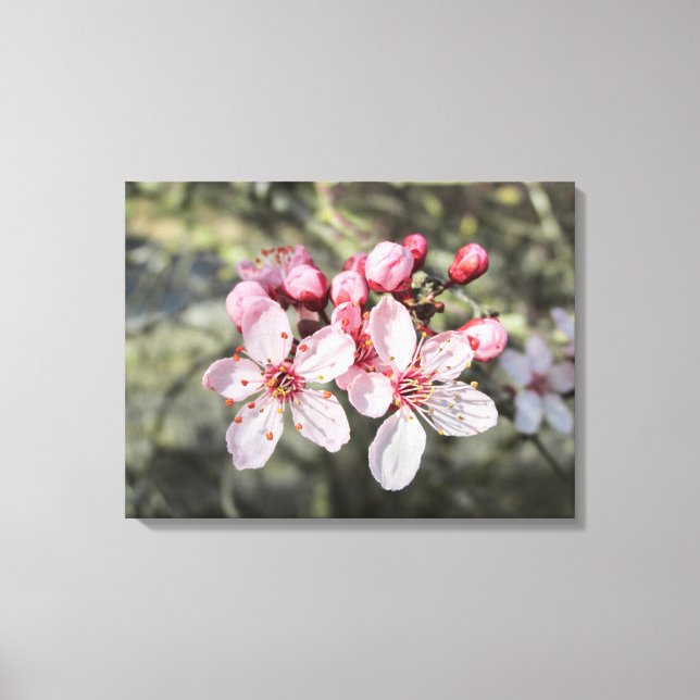 Two Pink Blossoms Reaching Out. Canvas Print (Front)
