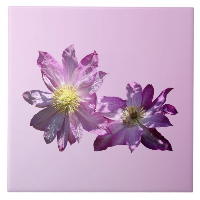 Two Pink Clematis Tile (Front)