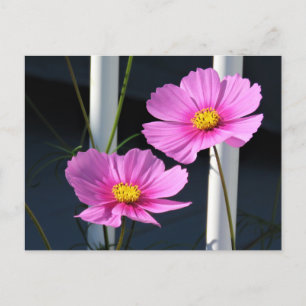 Two Pink Cosmos Through the Porch Railing Postcard